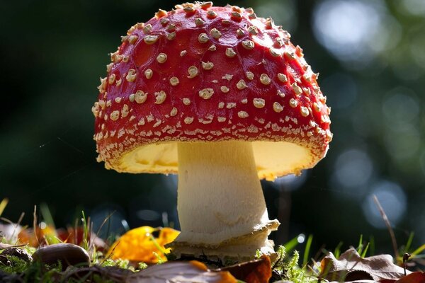 Poisonous fly agaric permeated with sunlight