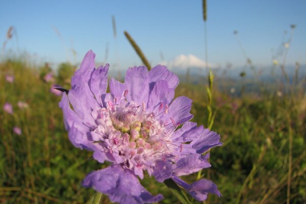 Flor lila solitaria en el campo