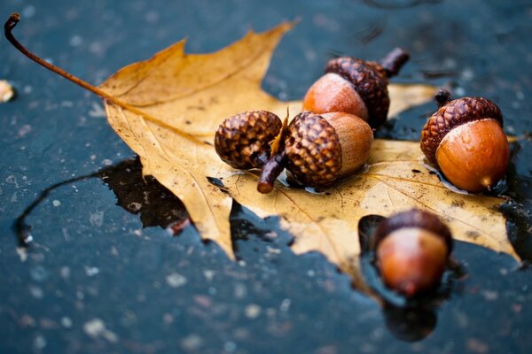 Le temps de l automne, le temps des merveilles et de la beauté