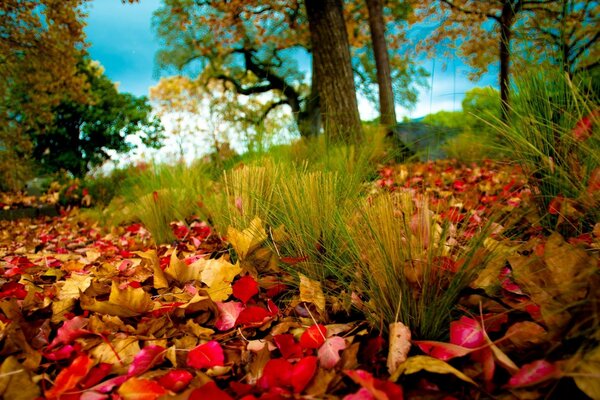 Der Herbstwald gibt uns saftige Herbstfarben