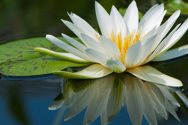 White lotus on dark water