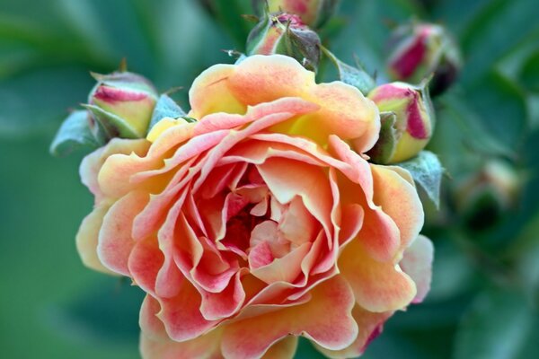 Rose flower of red-yellow color