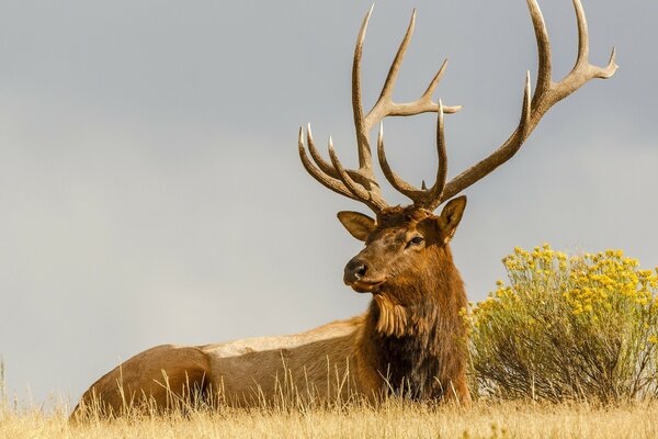 La grande force, la puissance et le regard déterminé du cerf