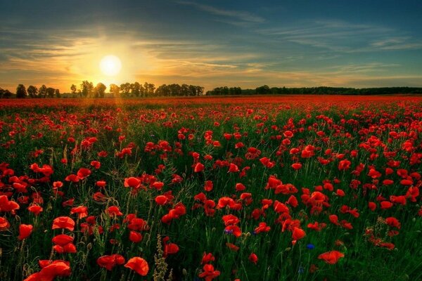 Un campo infinito de flores rojas