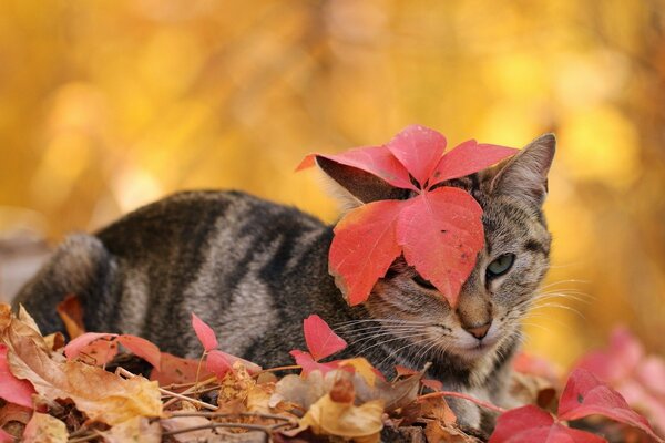 Die Katze spielt in den Blättern. Herbst