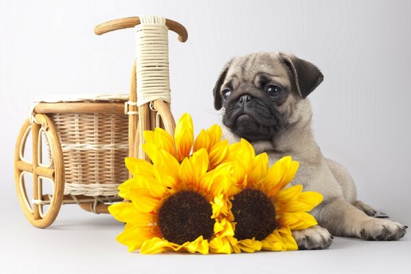 Sarı ayçiçekleri. Sevimli köpek