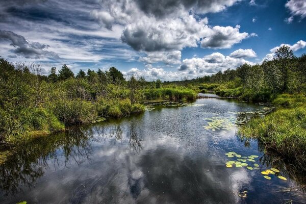 Fluss in dichten Dickichten und Seerosen