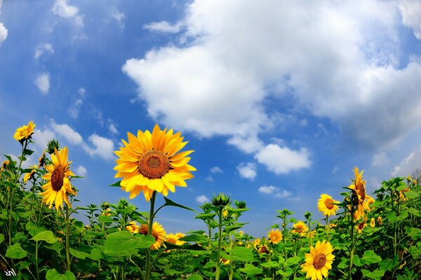 Flores de sol-girasoles, bajo el cielo azul