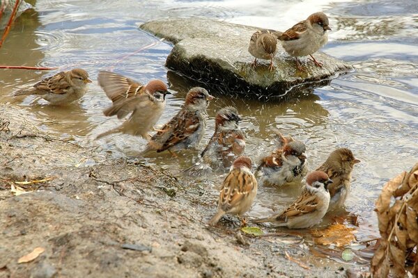 Les moineaux se baignent sur la rive de la rivière