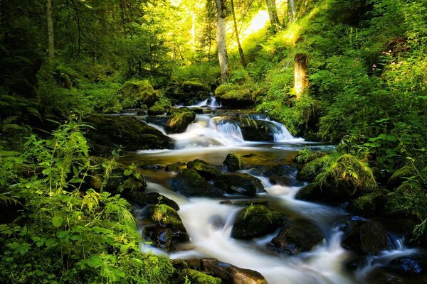 Ein Waldbach im Sommer inmitten der Vegetation