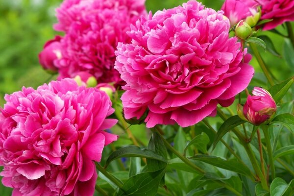 Bouquet de belles pivoines écarlates