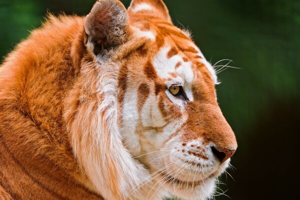 Orange Tiger in profile