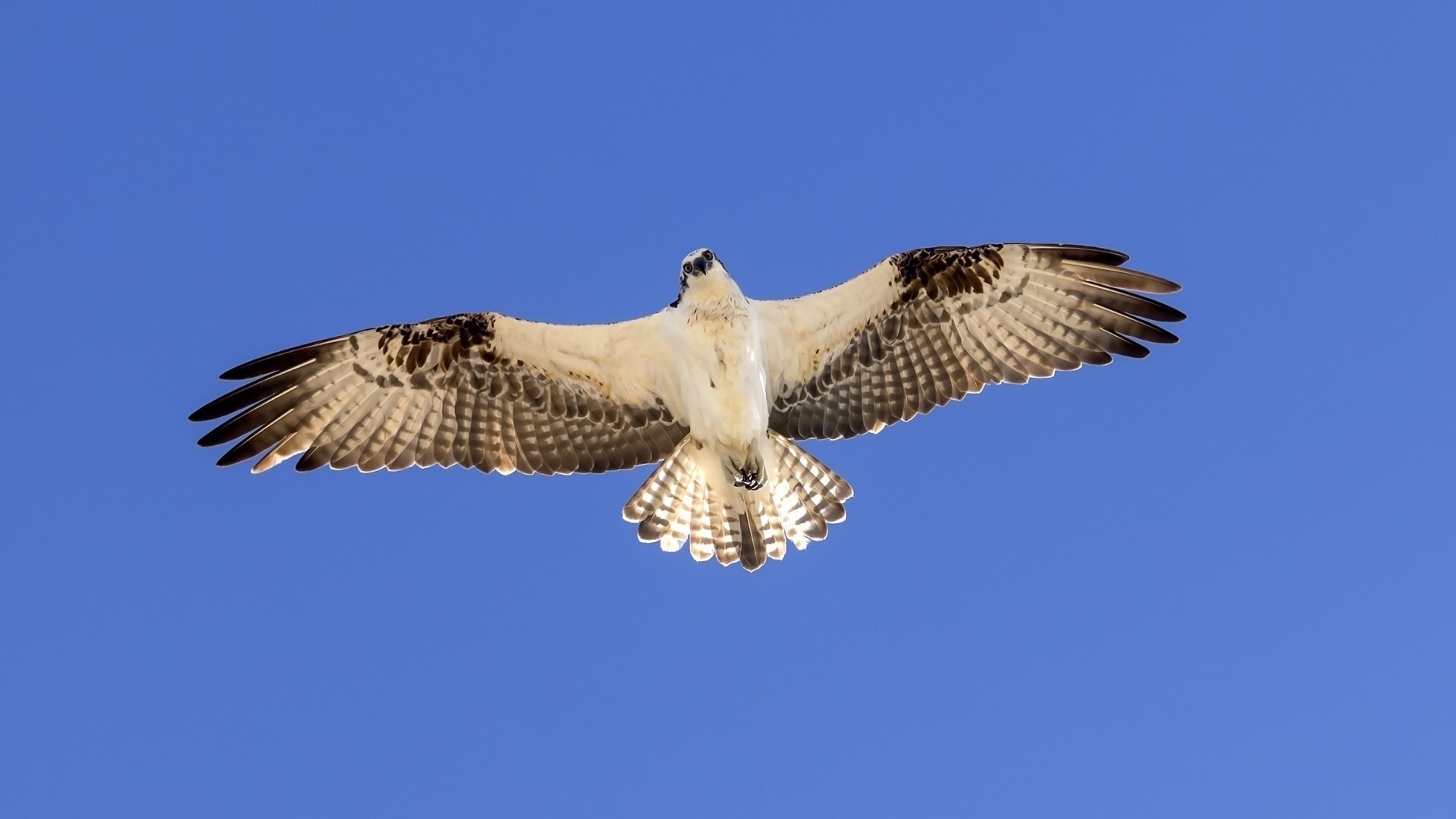 tiere raptor vogel falke adler beute tierwelt flug hock natur fliegen raubtier feder im freien fischadler flügel schnabel tier falknerei wild