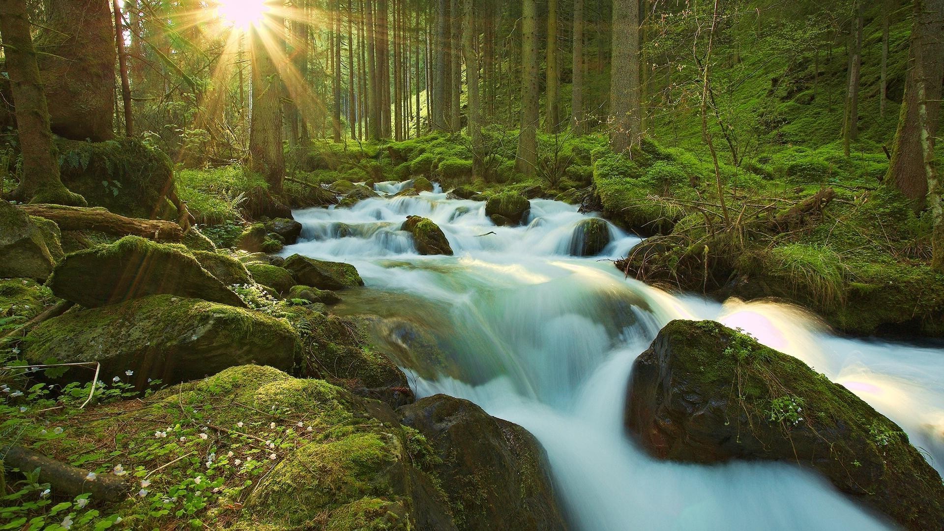 cascades eau cascade rivière bois ruisseau rock nature mousse paysage automne feuille cascade voyage ruisseau arbre photographie à l extérieur flux environnement