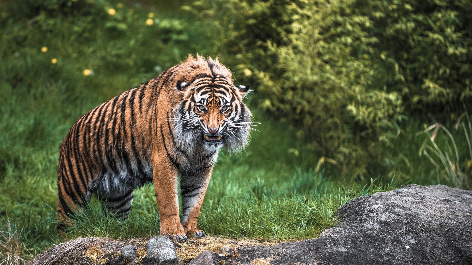 tigres faune chat prédateur mammifère nature sauvage animal chasseur mangeur de viande zoo grand jungle tigre fourrure safari danger portrait