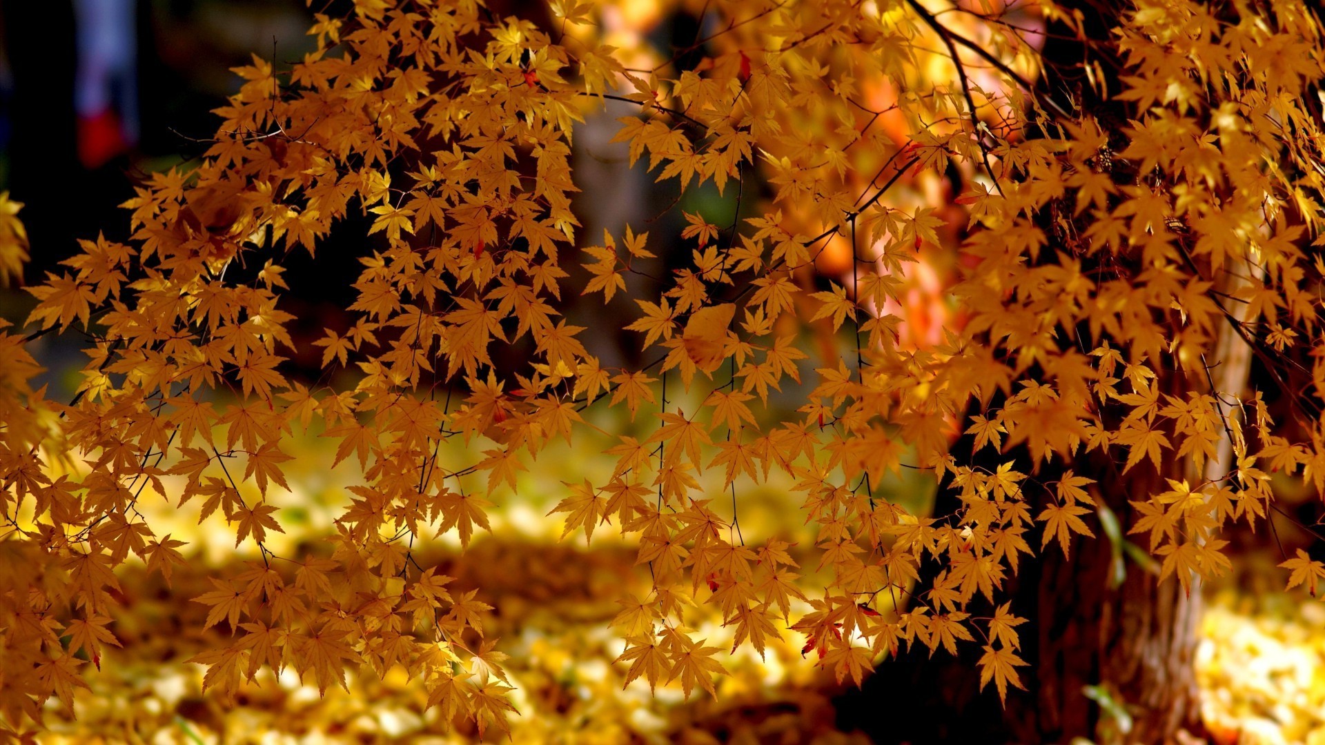 automne automne feuille saison nature érable lumineux bois flore à l extérieur bois or parc couleur beau temps