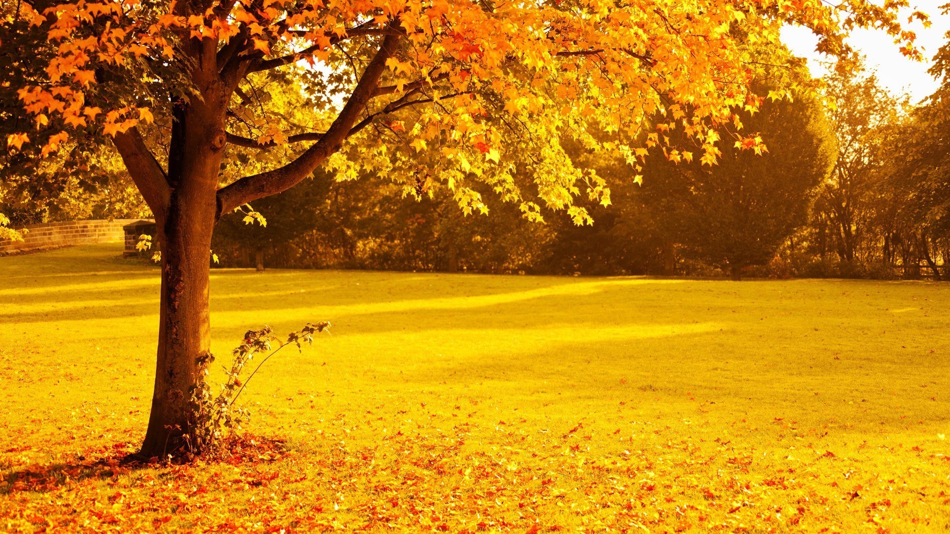 осень осень дерево лист парк кленовый древесины природа сезон пейзаж золото на открытом воздухе руководство живописный