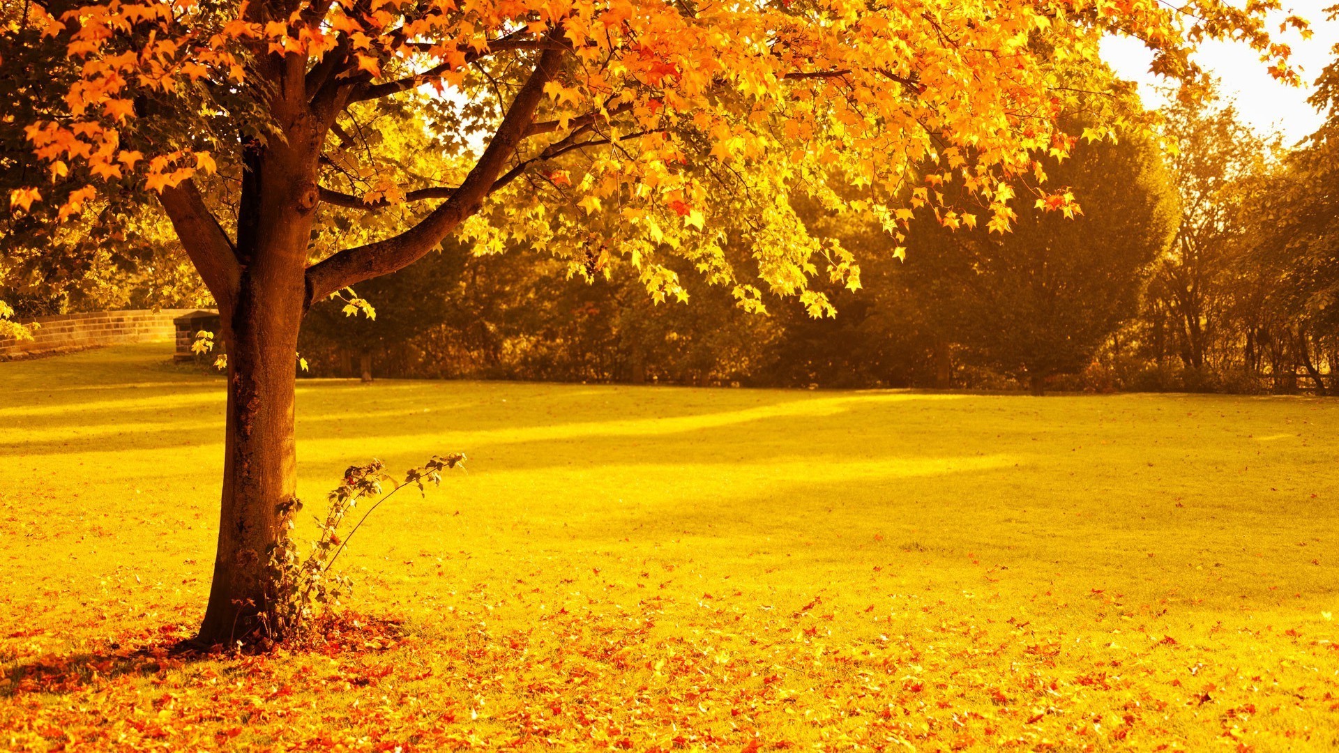 sonbahar sonbahar ağaç yaprak park akçaağaç ahşap doğa sezon manzara altın açık havada rehberlik doğal