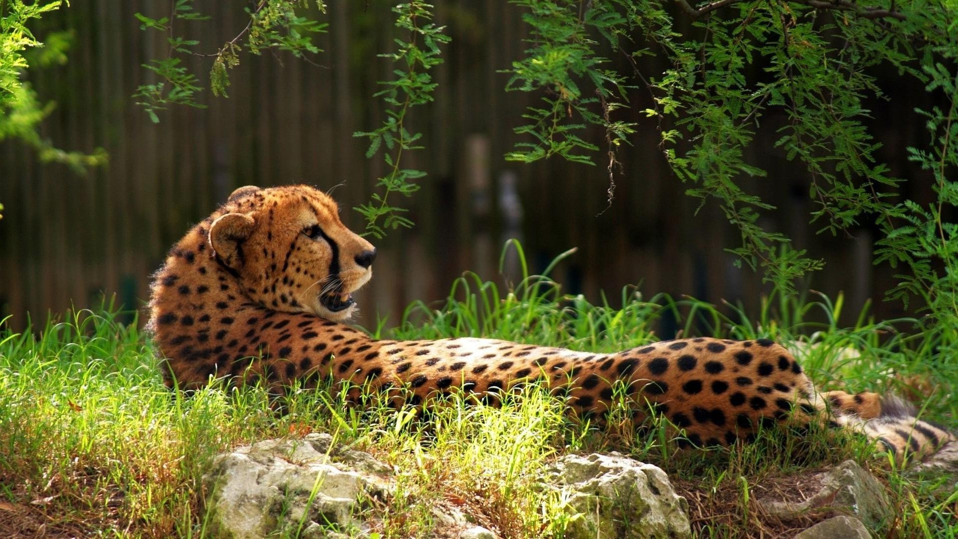 guepardos vida silvestre gato mamífero salvaje zoológico depredador naturaleza animal cazador al aire libre safari grande selva leopardo carnívoro hierba piel