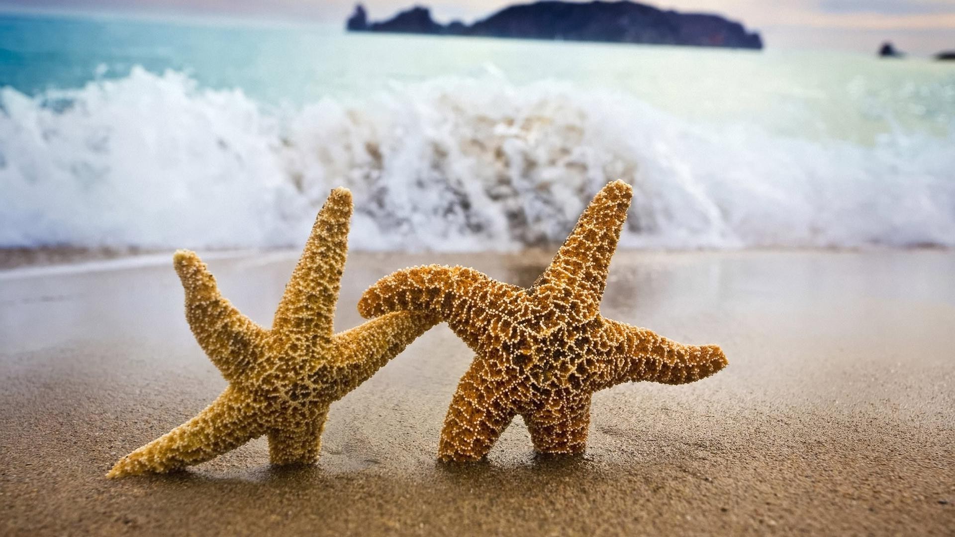 海星 沙子 海滩 海 海 echinoderm 旅行 贝壳 海洋 热带 假期 自然 岸 壳 夏天 水 户外 休闲 天空