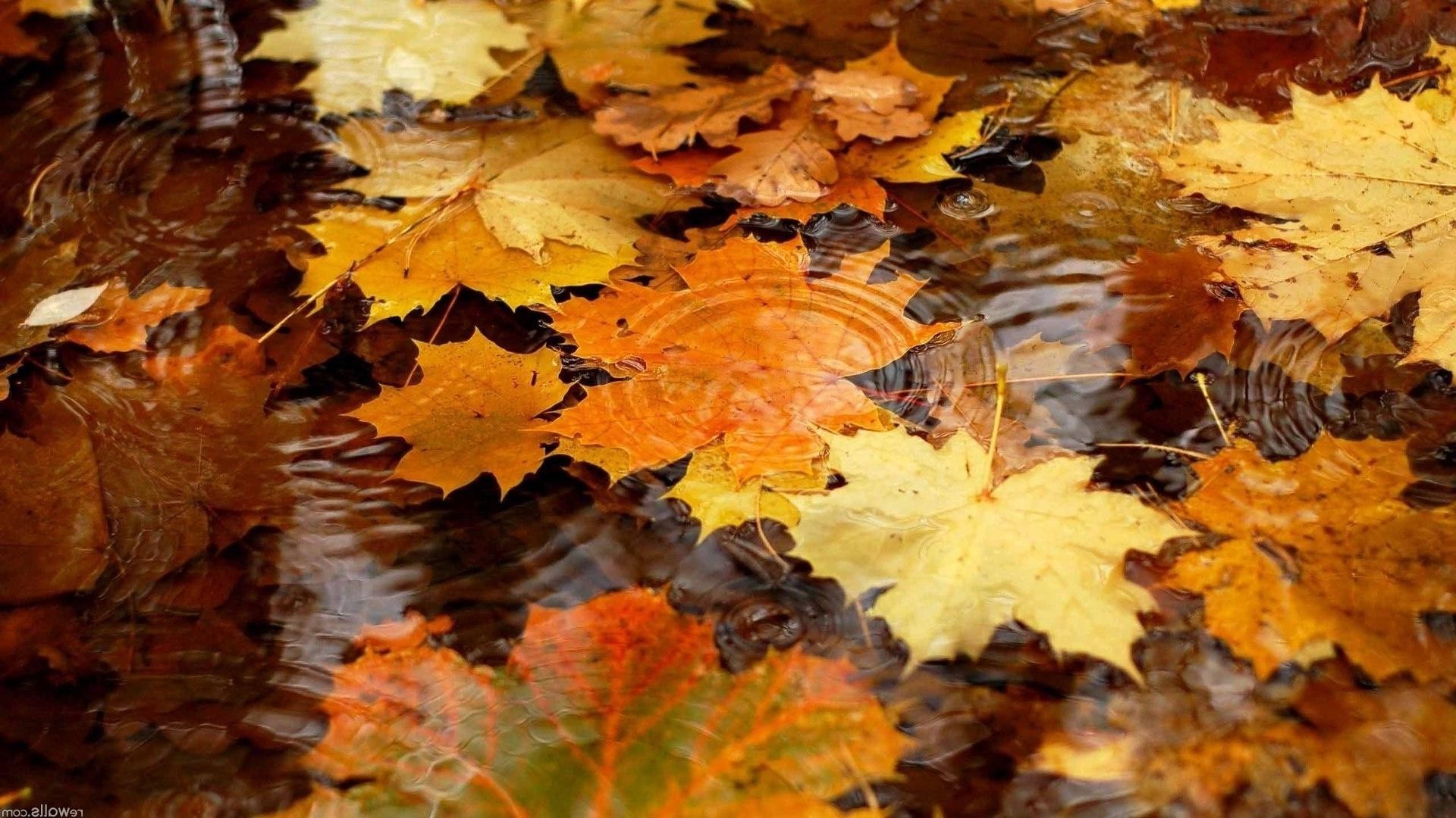 feuilles automne feuille érable changement saison bois or nature bois environnement couleur lumineux parc à l extérieur flore lumineux bureau