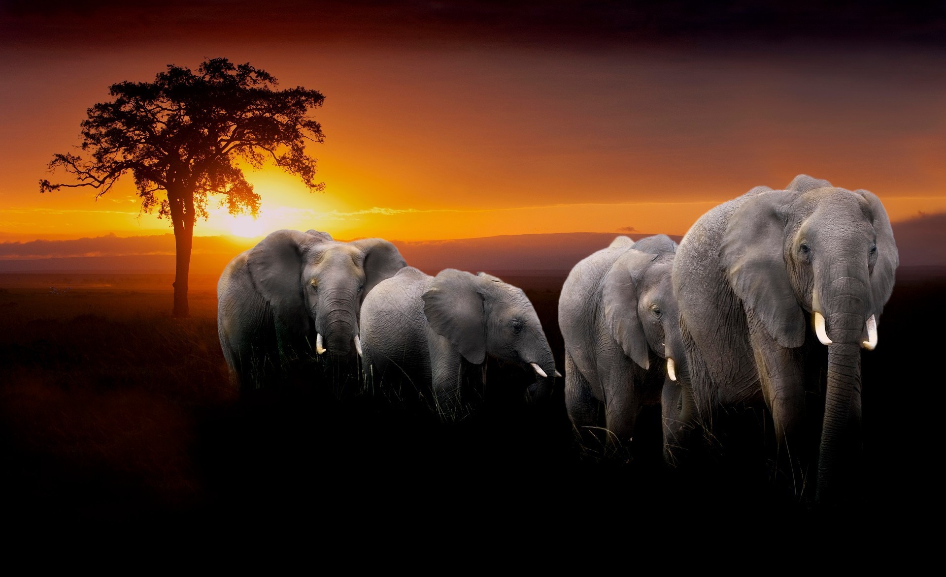 слоны слон закат рассвет вечером млекопитающее путешествия воды небо