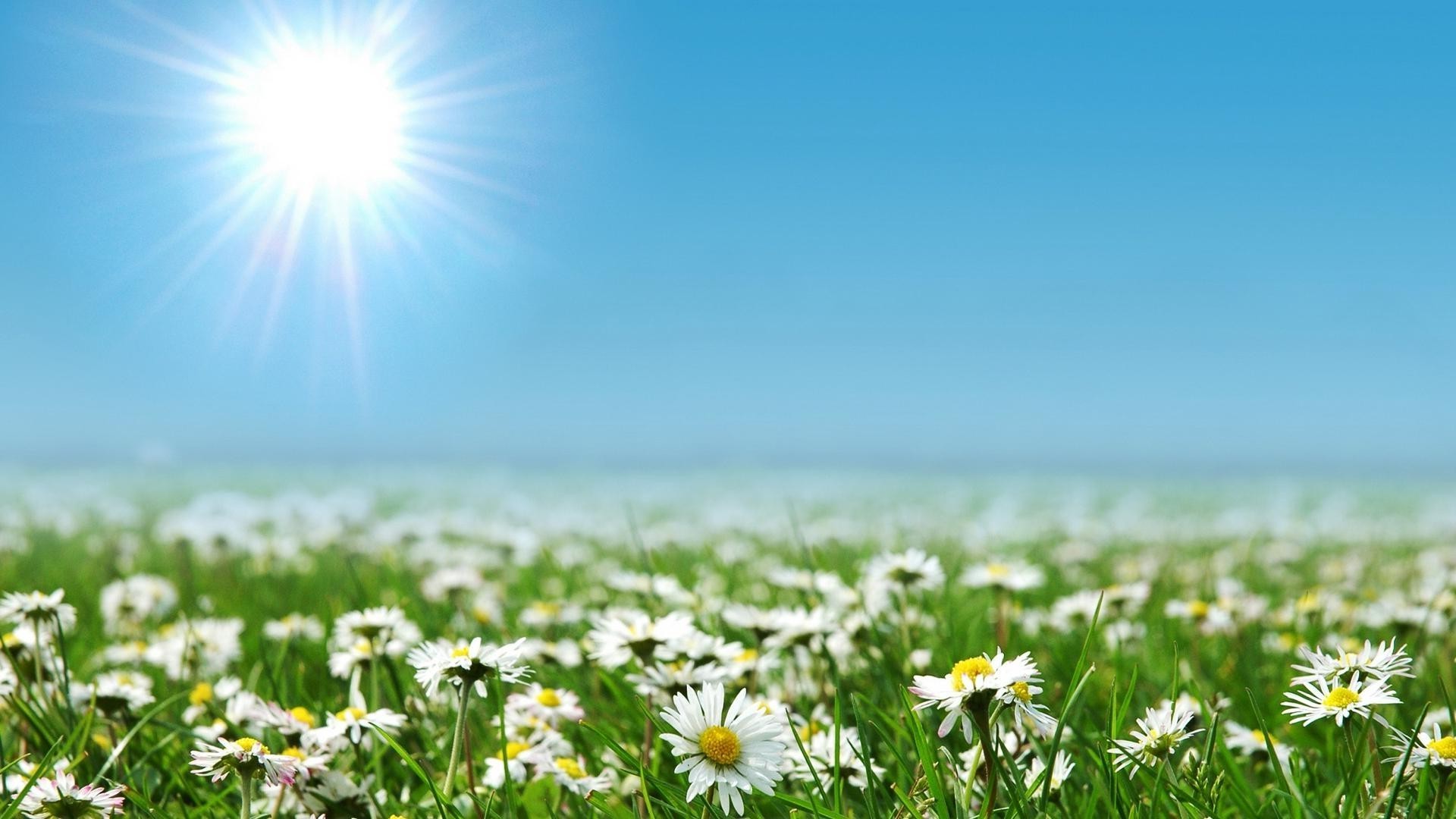 kamille sonne sommer natur gras des ländlichen gutes wetter feld wachstum blume heuhaufen hell weide landschaft im freien dämmerung idylle blatt flora