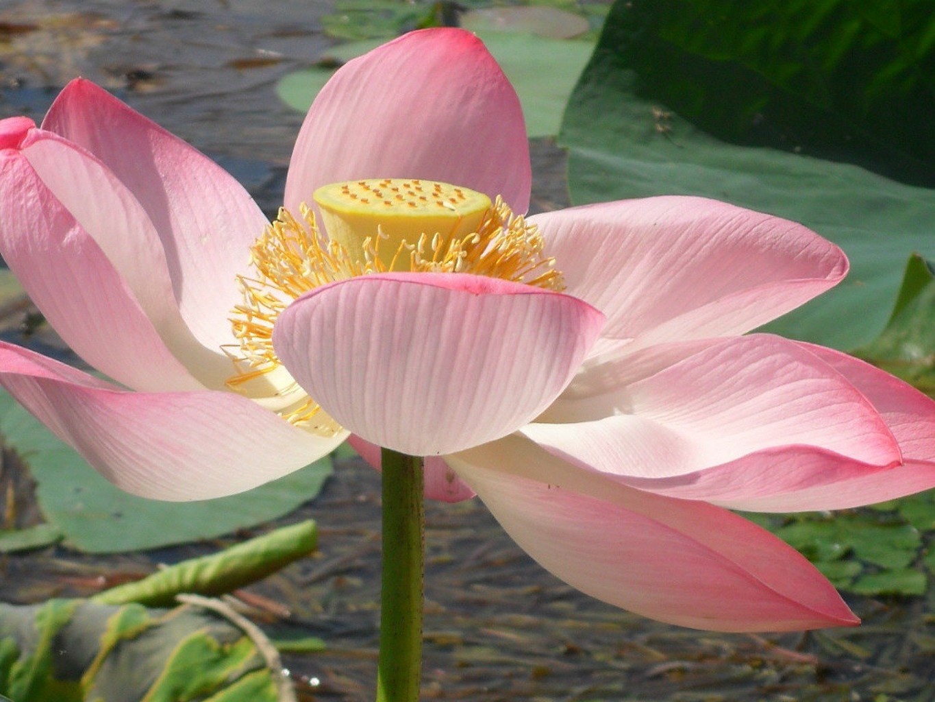 closeup lotus pool aquatic lily flower waterlily sacred swimming exotic blooming nelumbo leaf tropical flora pod tranquility garden zen peace petal