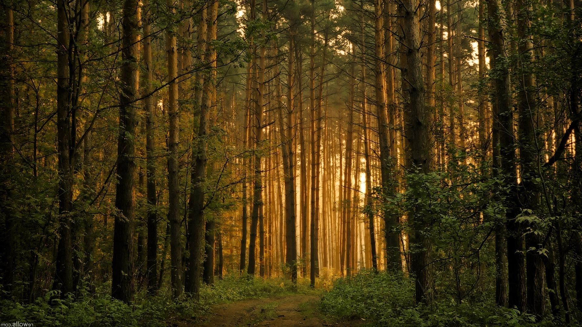 wald holz holz nebel herbst dämmerung natur nebel landschaft blatt sonne gutes wetter park nadelbaum licht sanbim im freien