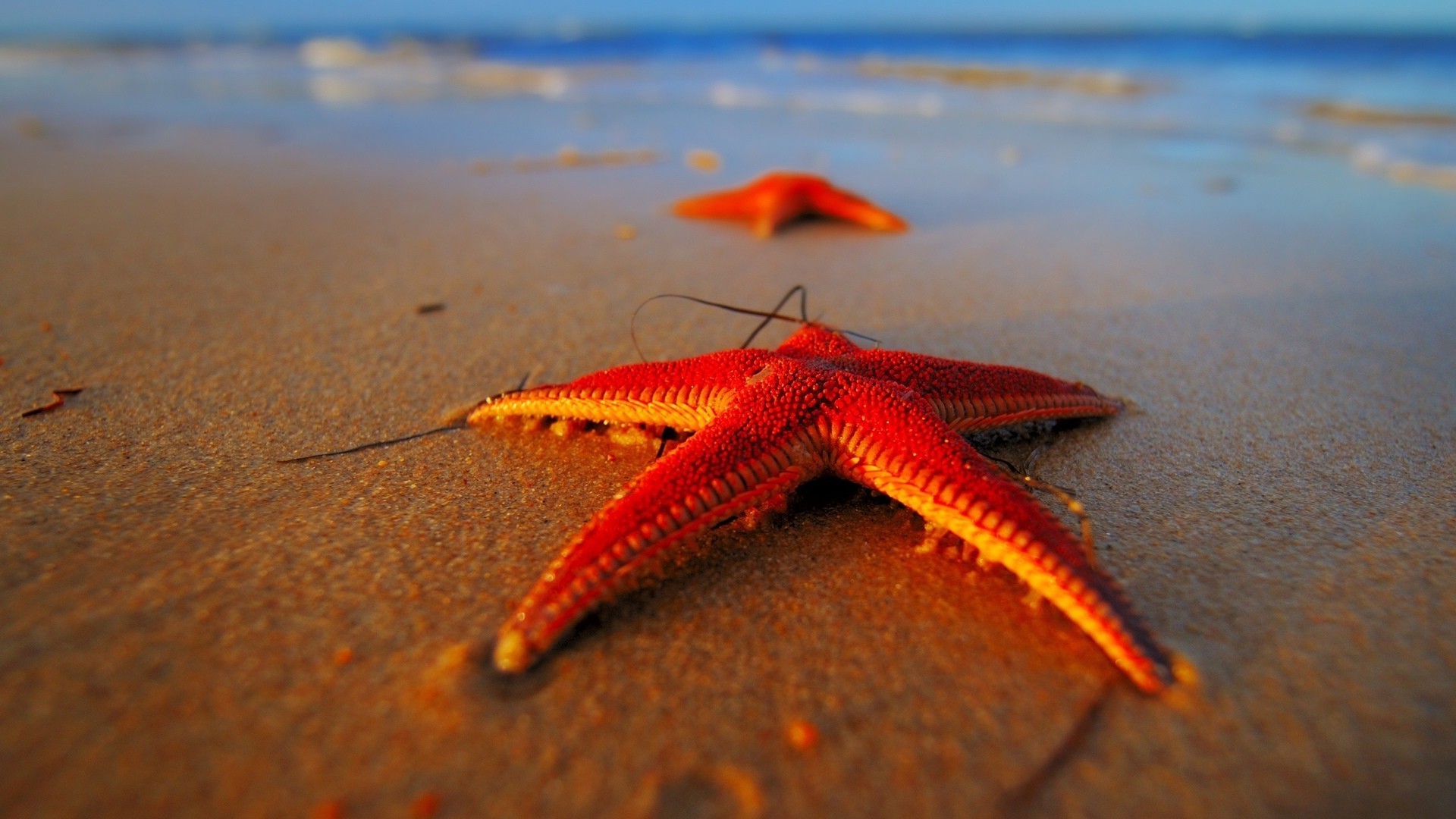 animais praia areia mar oceano mar água estrela do mar natureza costa verão sol concha costa viagens