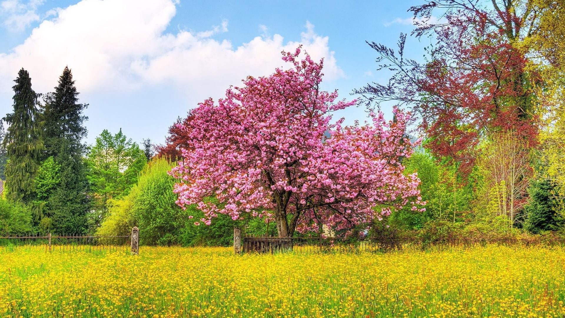 lato krajobraz drzewo natura kwiat sezon odkryty park trawa sianokosy flora wiejski liść drewna scena wieś wiosna niebo dobra pogoda