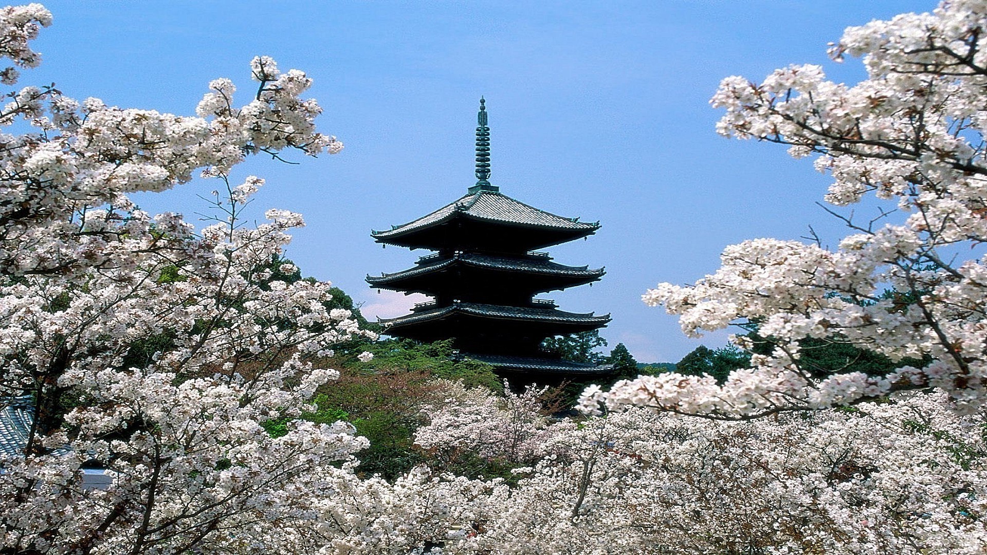 architecture ancienne bois fleur nature paysage branche saison cerise ciel flore parc à l extérieur bluming scène jardin belle ensoleillé voyage bois zen