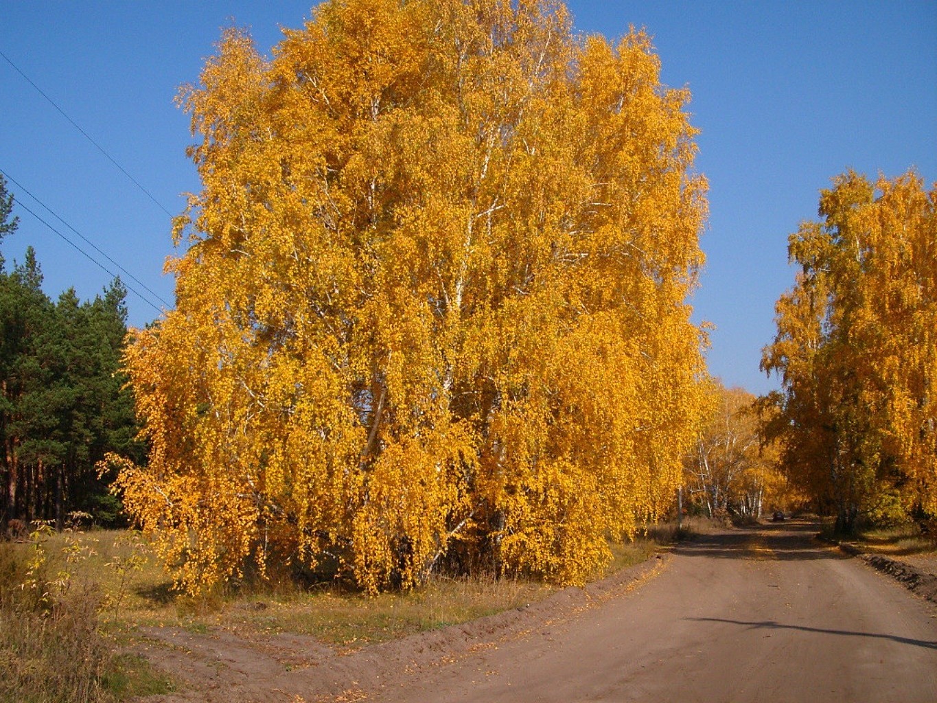 jesień jesień drzewo droga liść drewna krajobraz natura sezon sceniczny park przewodnik środowisko odkryty klon złoty wiejski scena krajobrazy wieś