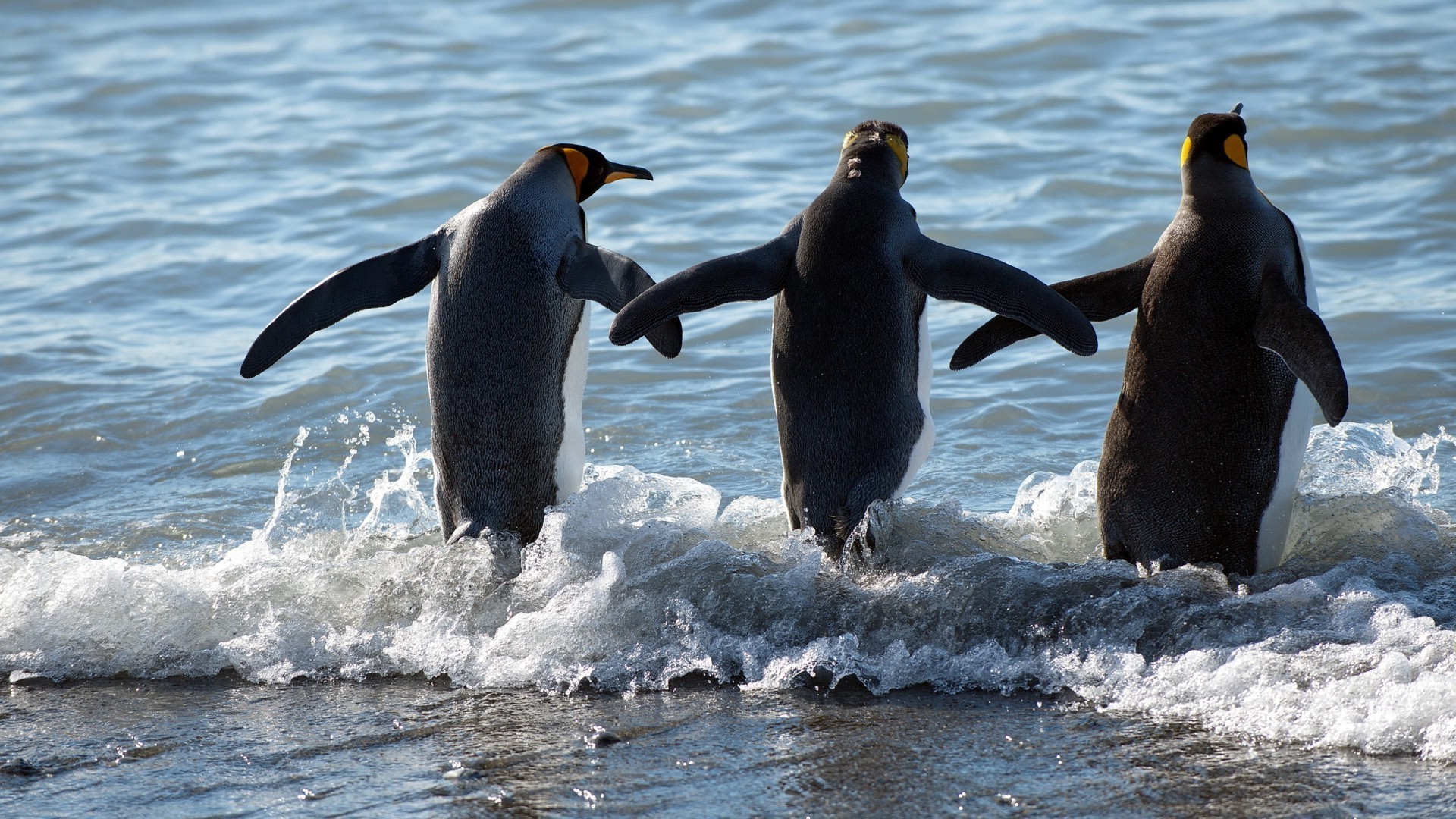 animales aves vida silvestre agua naturaleza mar frosty océano animal salvaje natación al aire libre pingüinos invierno marina