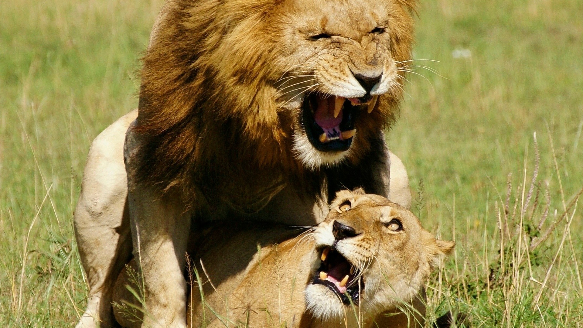 лев и львенок загрузить