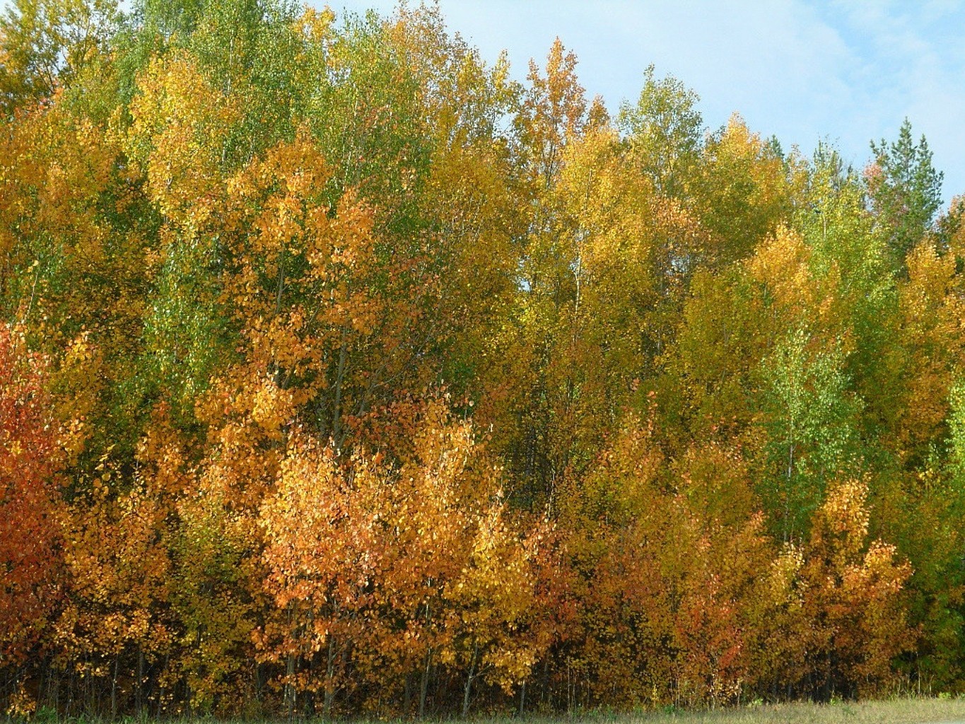 autumn tree nature fall leaf wood landscape outdoors park season bright environment rural countryside