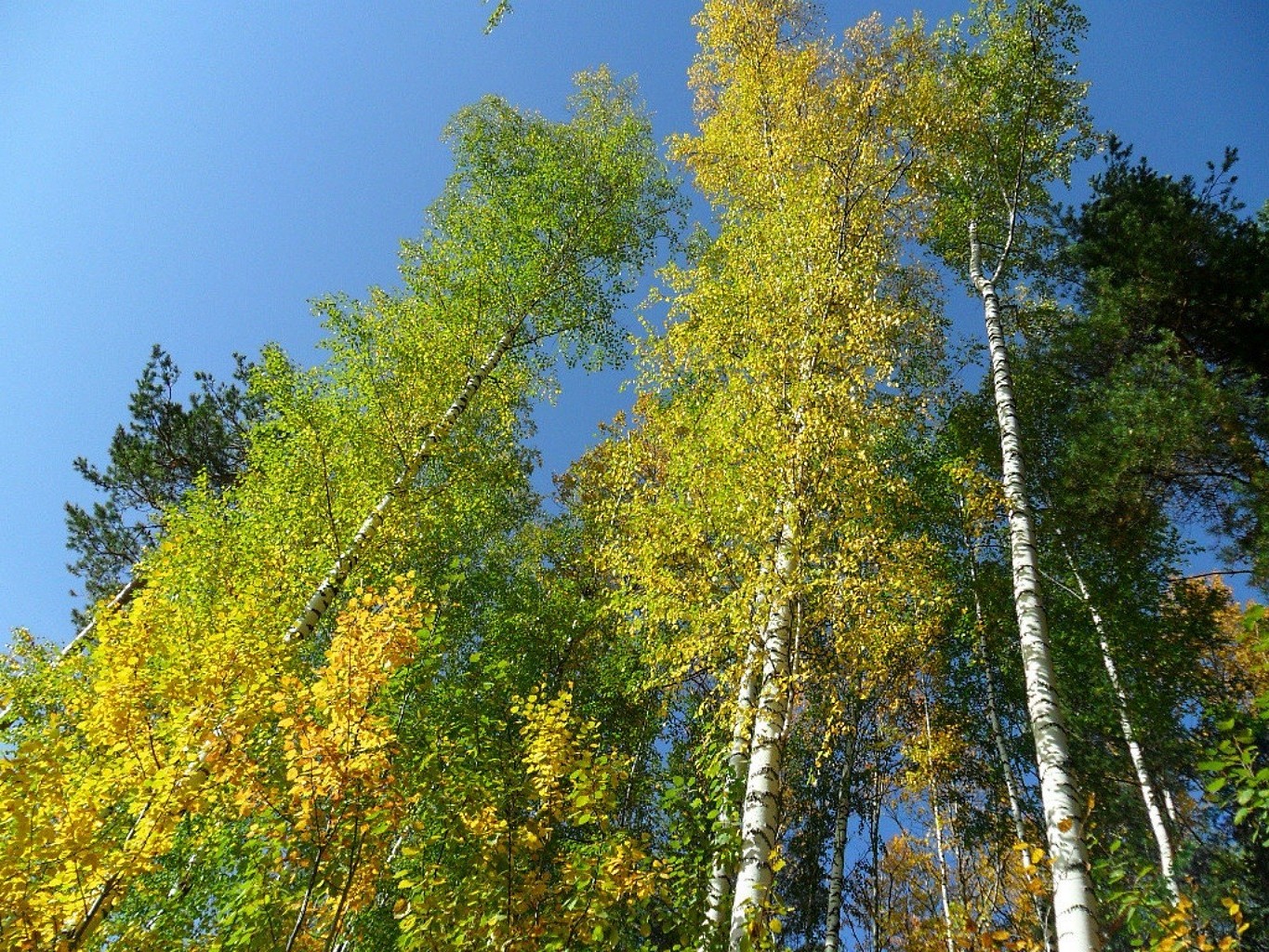 деревья древесины дерево природа лист осень пейзаж хорошую погоду на открытом воздухе парк сезон живописный дикий среды филиал лето яркий флора сцена береза