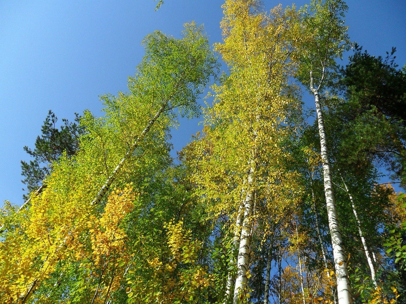 bäume holz baum natur blatt herbst landschaft gutes wetter im freien park saison landschaftlich wild umwelt zweig sommer hell flora szene birke