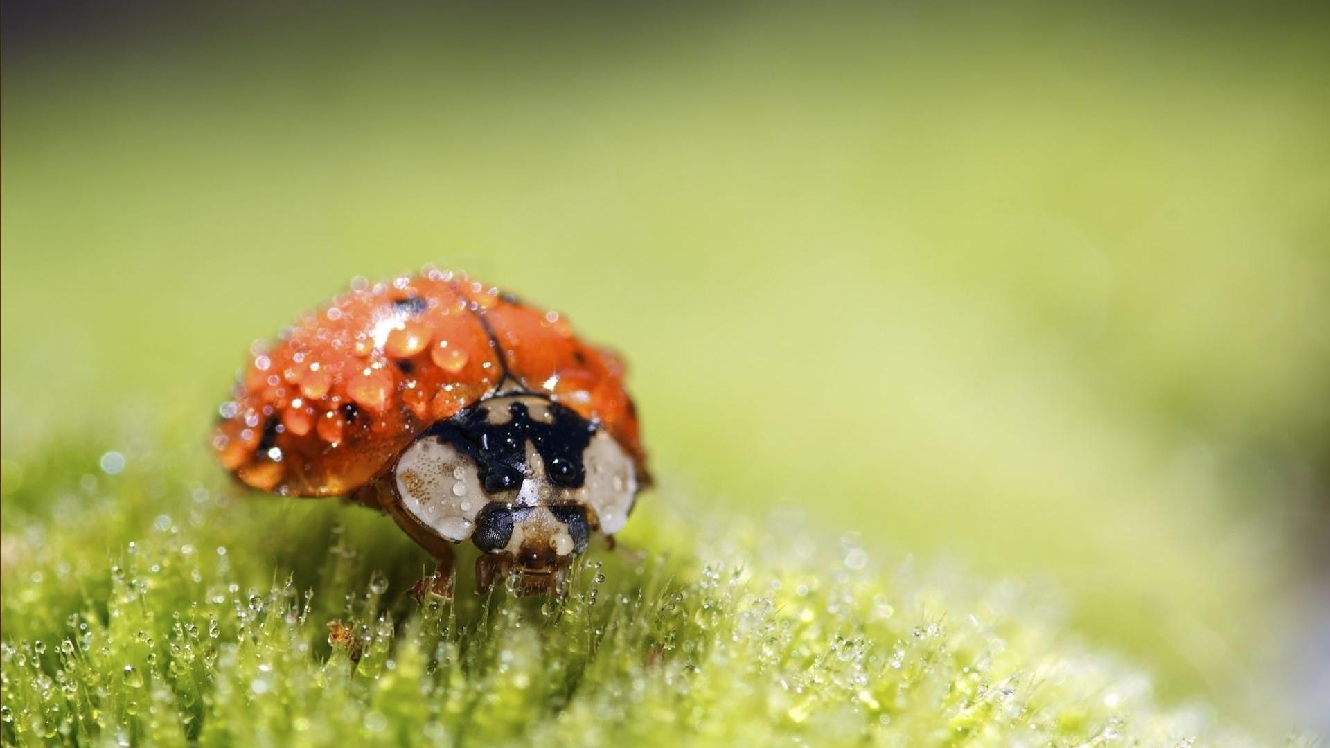 droplets and water insect nature beetle ladybug little summer grass outdoors leaf wildlife tiny biology garden animal close-up