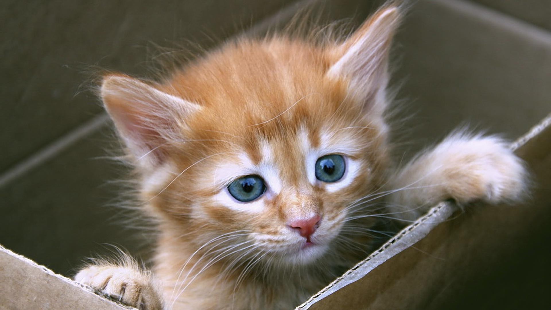 кошки кошка милые животное пэт млекопитающее мех котенок глаз портрет отечественные мало молодой ус пушистый нос