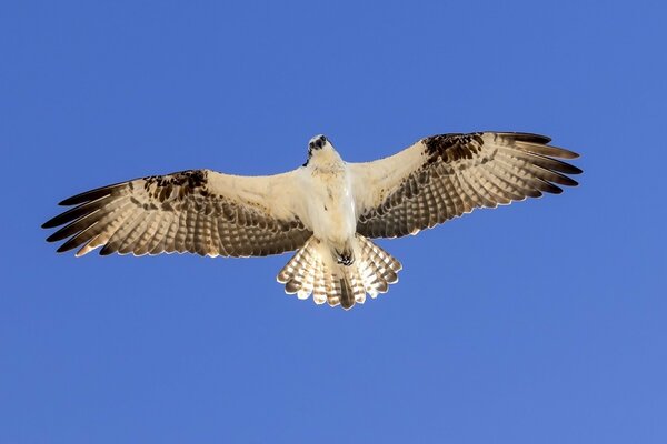 Photo d un faucon volant dans le ciel