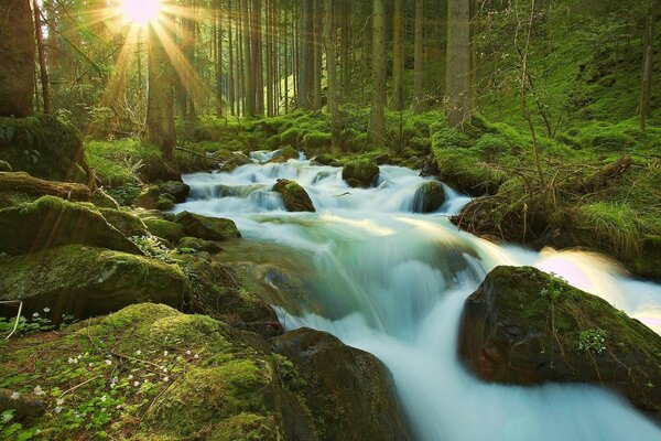 Прекрасный водопад посреди зелёного леса