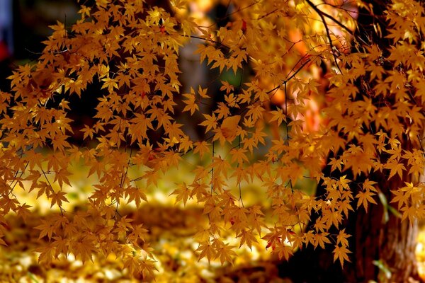 Golden autumn foliage in the park