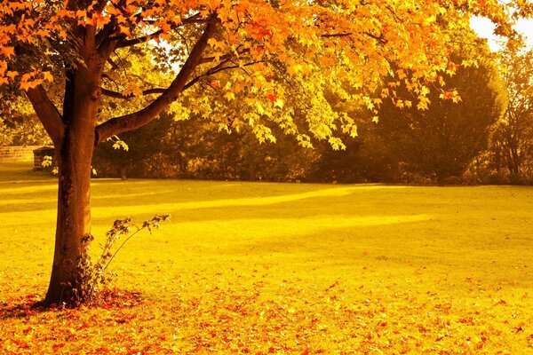 Herbstbaum auf einer Lichtung mit gelben Blättern