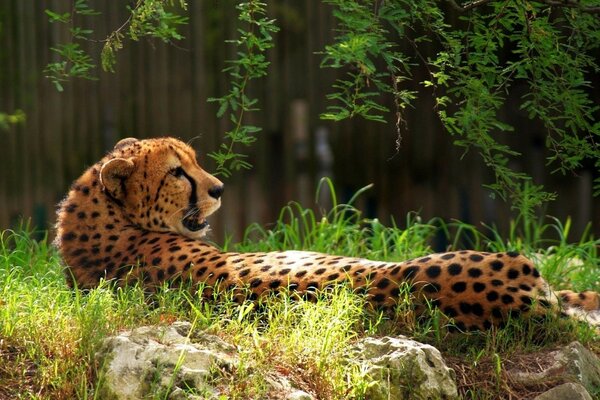 A cheetah is lying on its knees against the background of a forest