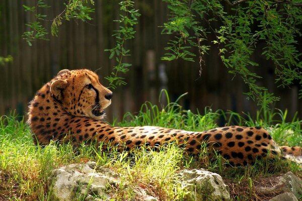 Çita, ormanın zeminine karşı odalarda yatıyor