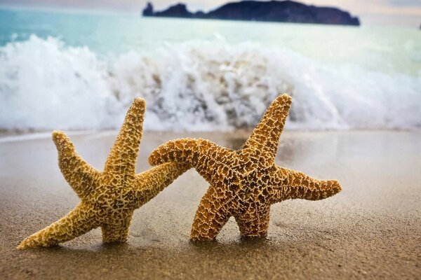 A couple of starfish on the shore