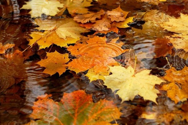 Yellow foliage of maples in a puddle