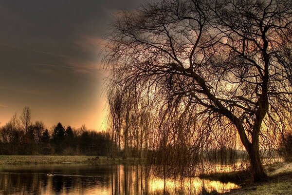 Willow on the shore in the light of sunset