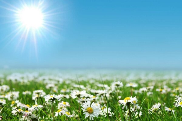 Campo de manzanilla en la luz del sol